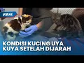 Download Lagu PILU! KONDISI KUCING Uya Kuya Setelah Rumahnya Dijarah Massa, Sherina: Sangat Kurus