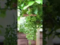 Download Lagu 1 trick will help you grow bigger grapes #shorts #grape #gardening #vines #viralshorts #viral