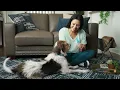 How to Apply PetArmor Plus for Dogs