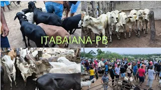 FEIRA DE ANIMAIS DE ITABAIANA-PB DISTRITO CARIATÁ DOMINGO 23/02/2025