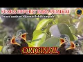 Download Lagu PIKAT SOGON PALING AMPUH || suara anakan burung konin dan sogon untuk pikat #Cinnyris #Nectarinia