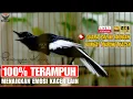 Download Lagu Suara Kacer Juara Lomba - Kacer Gacor NGEPLONG Durasi Panjang untuk Pemasteran \u0026 Pemancing Birahi
