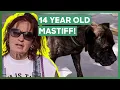 Tia Rescues Abandoned 14-Year-Old Mastiff Dog Pit Bulls Parolees