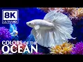 Download Lagu Underwater Paradise 8K 🐳 Colorful Reef Fish \u0026 Marine Life - Stress and Anxiety Relief
