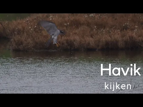 Download MP3 Havik kijken / Observing a Hawk #504