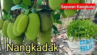 crossbreeding of jackfruit and cempedak