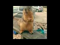 Fat Squirrel Meme Very fun