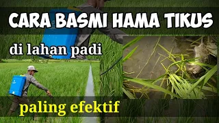 Download Cara membasmi tikus di sawah dengan cara di semprot rodentisida MP3