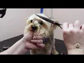 Grooming a Yorkipoo