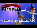Download Lagu TERAPI MURAI KAWIN SUPER AMPUH DURASI SUPER PANJANG