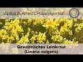 Lagu Natürliches Blondieren der Haare, DIE Heilpflanze gegen Viren und Bakterien,  Linaria - Leinkraut