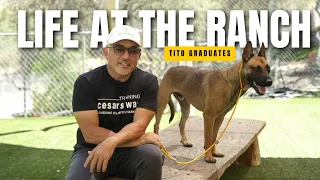 The Belgian Malinois Who Couldn't Be Touched: Day 21 Breakthrough | Life at the Ranch Ep. 6