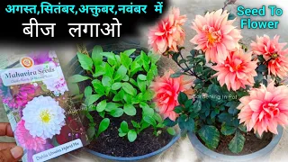 डेहलिया बीज लगाने से लेकर फूल खिलने तक | Dahlia From Seeds | Dahlia ka beej kab kaise lagaye Ugaye
