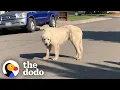 No One Could Catch this Giant Stray Great Pyrenees Until The Dodo