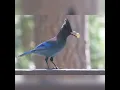 Steller s Bluejays roaming Pollock Pines in California captured on Sony A330