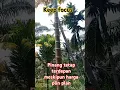 Download Lagu Tetap semangat dengan pinang betara #petani #pinang #pinangwangi #perkebunan #riau #indonesia