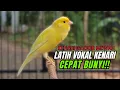Download Lagu Pancingan Kenari GACOR  Mewah panjang Masteran Kenari PAUD \u0026 agar Kenari diam agar bunyi \u0026 gacor