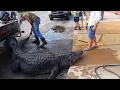 Massive 920 pound alligator caught in small Florida lake