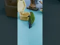 Download Lagu This lovebird parrot performs a coin-taking and coin-insertion show. #parrots #pets #lovebirds