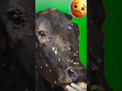 This Cow Is Fighting Lumpy Disease… 🥺#minivlog #minivlogshorts #Cowlover