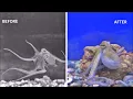 Download Lagu Update on Nora - Our Beautiful Little Octopus