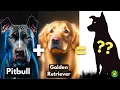 WHAT IF Pitbull Terrier Crossbred With Golden Retriever
