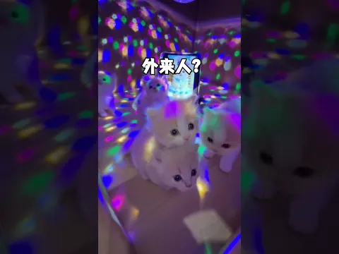误闯大型小猫蹦迪现场? #小奶猫的成长日记 #铲屎官的乐趣 #万物可爱计划
