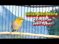 Lagu PLECI BETINA BIRAHI PERANGSANG BUNYI ,Bikin Pleci Bustomi Gacor
