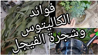 فوائد عظيمة الاوراق الكاليتوس وتدابير قيمة عن شجرة الفيجل متروحوش بعيد ادخلوا تستفادو يوميات 
