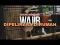 Lagu 3 Burung Kicau yang Wajib Dipelihara Dirumah