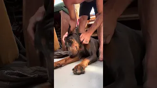 #fyp #dream #doberman #pets #youtube