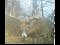 fox coyote white tail deer