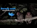 Download Lagu 5 jenis burung  aneh dengan suara menyeramkan part 03