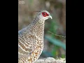 Female Kalij Pheasant #wildlife #himalya