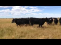 200 Black Angus AI Bred Heifers for Sale