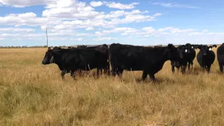 200 Black Angus AI Bred Heifers for Sale