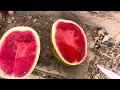 Download Lagu Bir yaz sürprizi ve kümeste yaşananlar 🐔🐓🍉