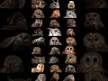 Download Lagu Owl Jenis-Jenis Burung Hantu: Panduan Lengkap dan Menarik #owl #naturelovers #burunghantu