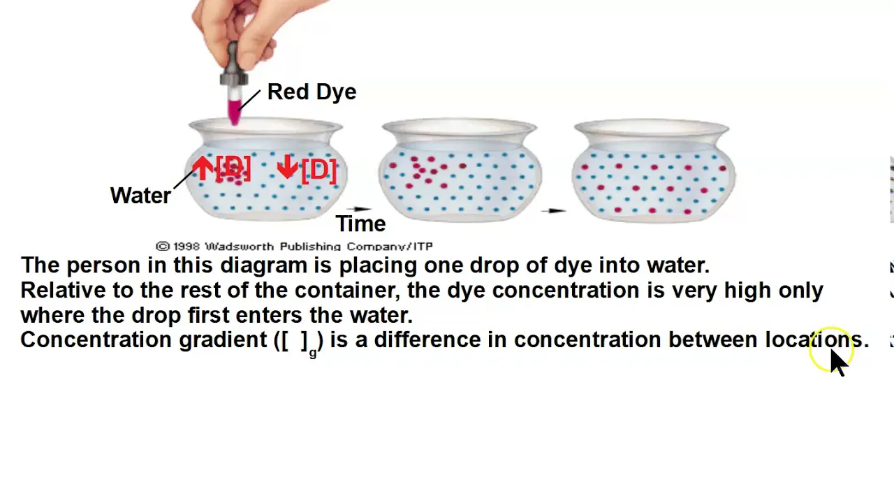 Aqueous Solutions, Diffusion & The Phospholipid Bilayer!