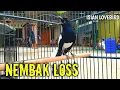 Download Lagu Kacer Gacor Full Nembak Isian Kasar Bikin Emosi Kacer mu
