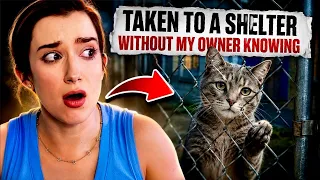 I Took My Neighbors Cat to the Animal Shelter🤷🏻‍♀️