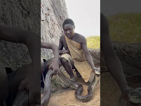 Big bush hunt of python by chaabaa