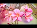 10 Hours of Relaxing Spa Healing Music: Peaceful Meditation Music | Calming Spa Massage Music