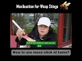 Download Lagu How to use a Moxa stick at home? Moxibustion treatment for Wasp Stings #wasp #moxibustion #tcm #moxa
