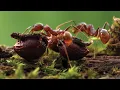 How Ants Change Our Forests North Carolina Naturally