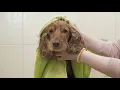Why do Dogs SHAKE? - Understanding Tremors