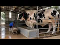 Largest Cattle Breeds on Earth