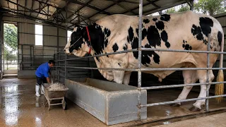 Largest Cattle Breeds on Earth