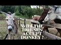 Horses meet Donkey for the FIRST TIME