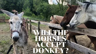 horses meet donkey for the first time 